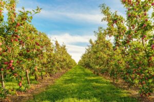 Row of Apple trees at farm