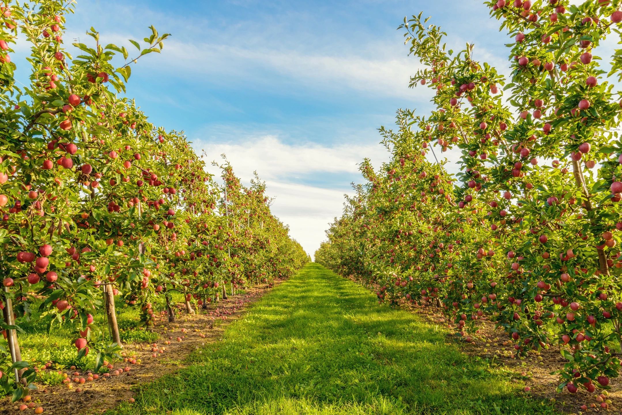 Row of Apple trees at farm