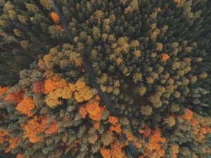 Fall trees