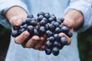 Person holding bundle of blueberries